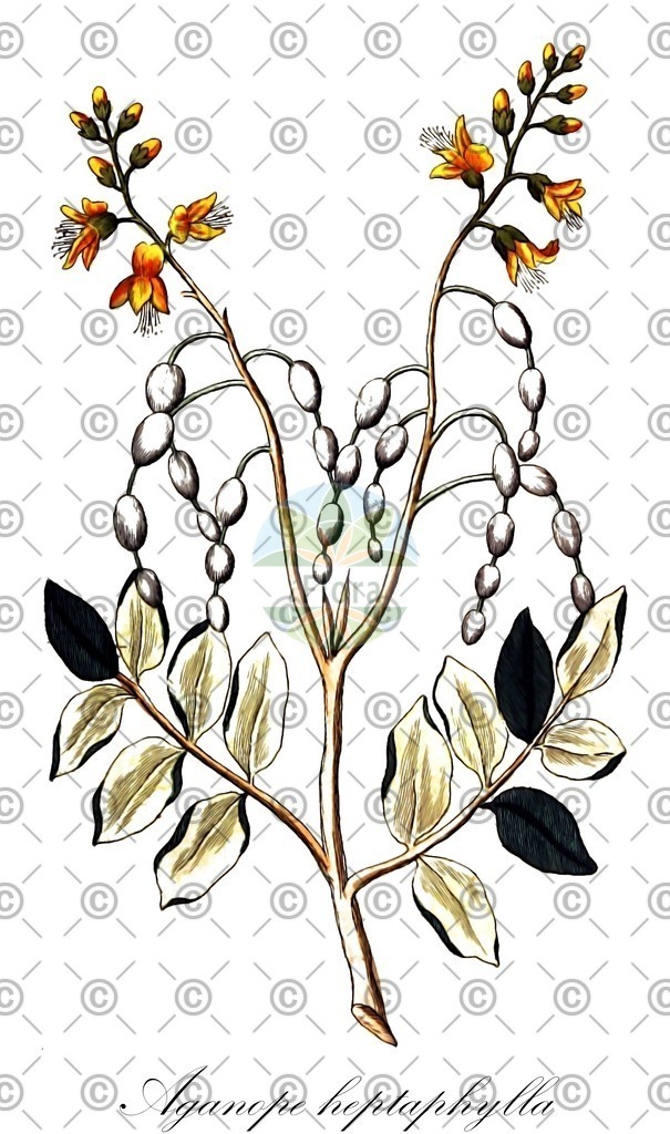 HistAbb_wfo-0000185943_1_ENZY_Simple | Historische Abbildung von Aganope heptaphylla - Fabaceae | Historical Illustration of Aganope heptaphylla - Fabaceae