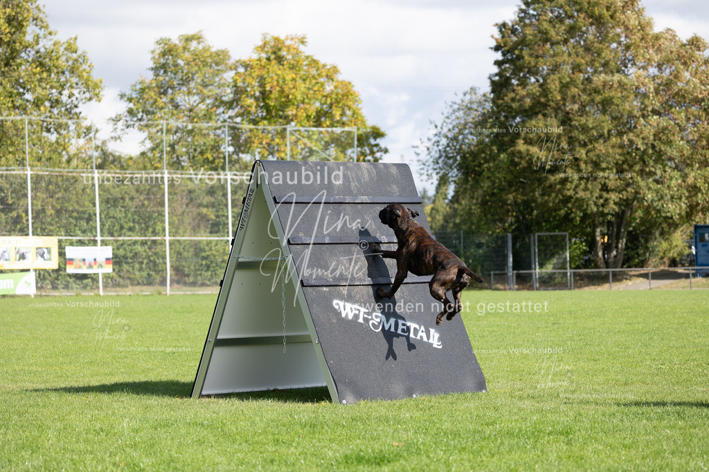 _16A6852 | Einzigartige Fotos von Hunden & Menschen –Actionfotos, Portraits, Vereinsaufnahmen & Paarshootings – authentisch, lebendig & mit Herz.