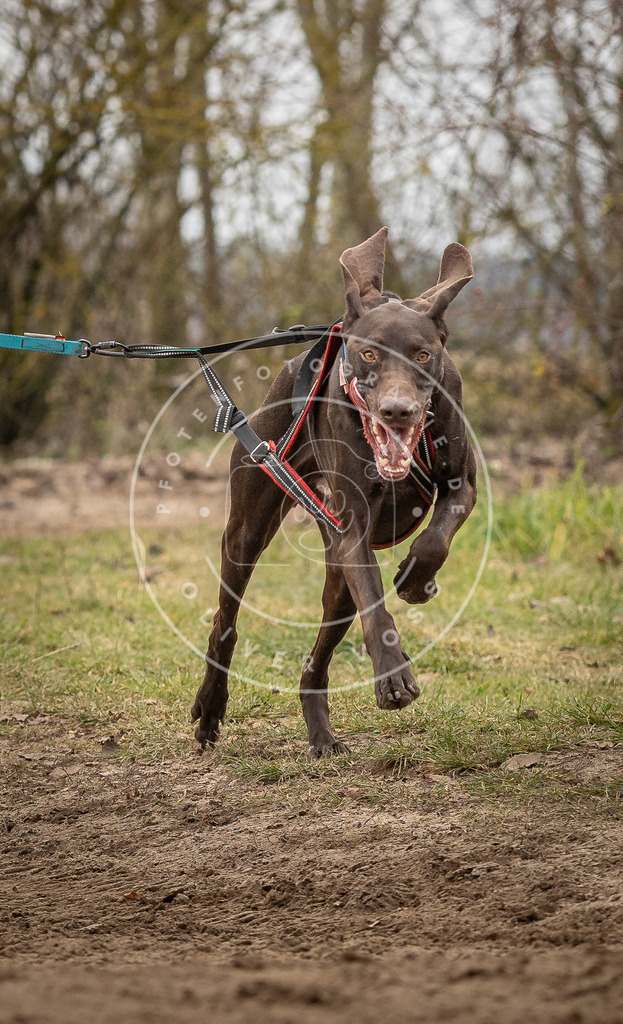 Pfotenfotografie_DV3A9680 | Hundefotografie, Tierfotograf, Pfotenfotografie, Fotoshooting Hund, Hunde Portrait, Hundesport, Hundeportraits, Heideshooting, Hunde, Sportfotograf, Hundefotograf, Turnierhundsport, THS,  - Realisiert mit Pictrs.com