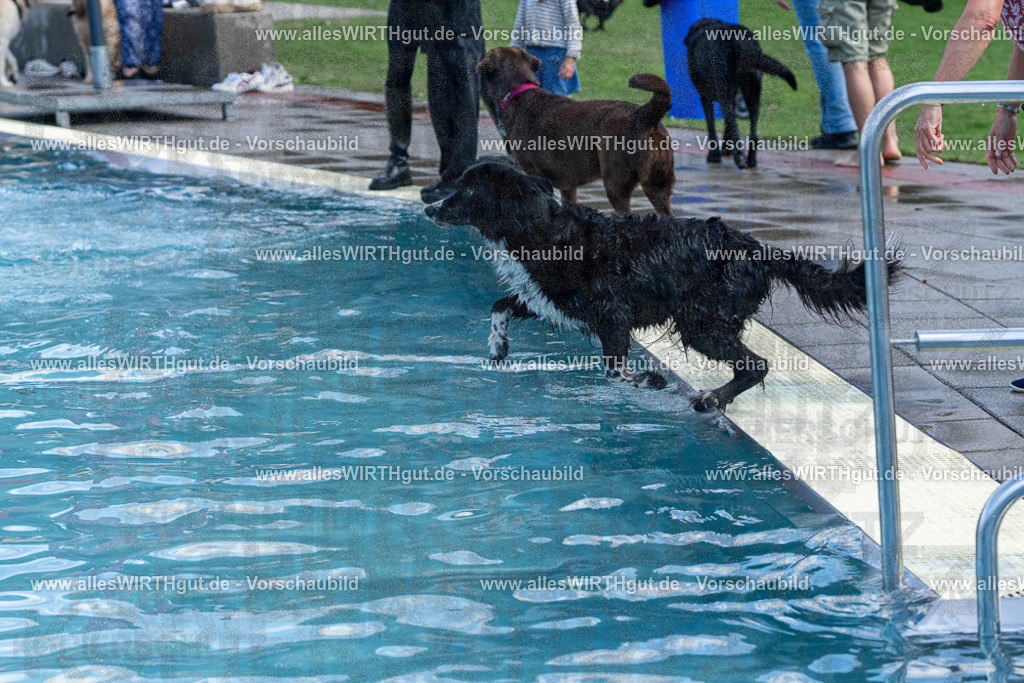 Hundeschwimmen_Volksbad_2026-allesWIRTHgut_Tierfotografie-2609061223-FAY06467 | Professionelle Tierfotografie in Mönchengladbach von Daniel Wirth (allesWIRTHgut). Liebevolle & natürliche Bilder von Hunden & Katzen für unvergessliche Erinnerungen.