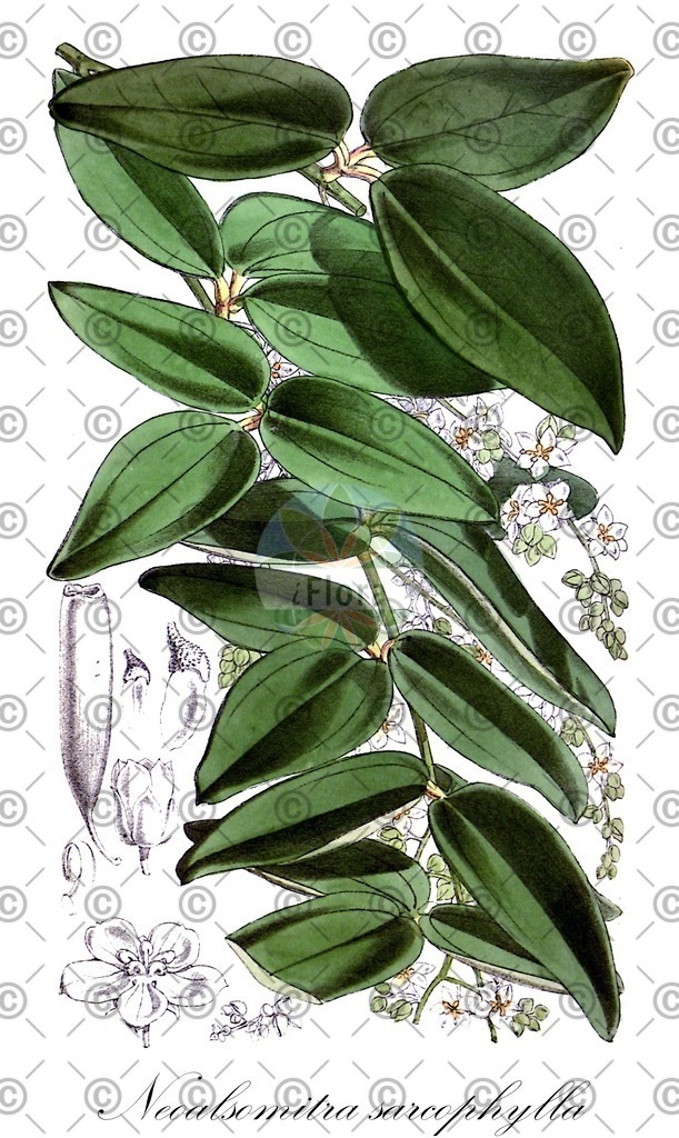 HistAbb_wfo-0001250504_1_ENZY_Simple | Historische Abbildung von Neoalsomitra sarcophylla - Cucurbitaceae | Historical Illustration of Neoalsomitra sarcophylla - Cucurbitaceae