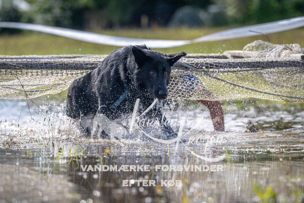 1211_ZZ90549 | kk-dogfotos