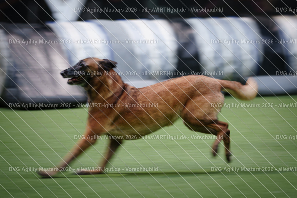 allesWIRTHgut_Tierfotografie-DVG_Agility_Masters_2026-16_39-7R508353 | Professionelle Tierfotografie in Mönchengladbach von Daniel Wirth (allesWIRTHgut). Liebevolle & natürliche Bilder von Hunden & Katzen für unvergessliche Erinnerungen.