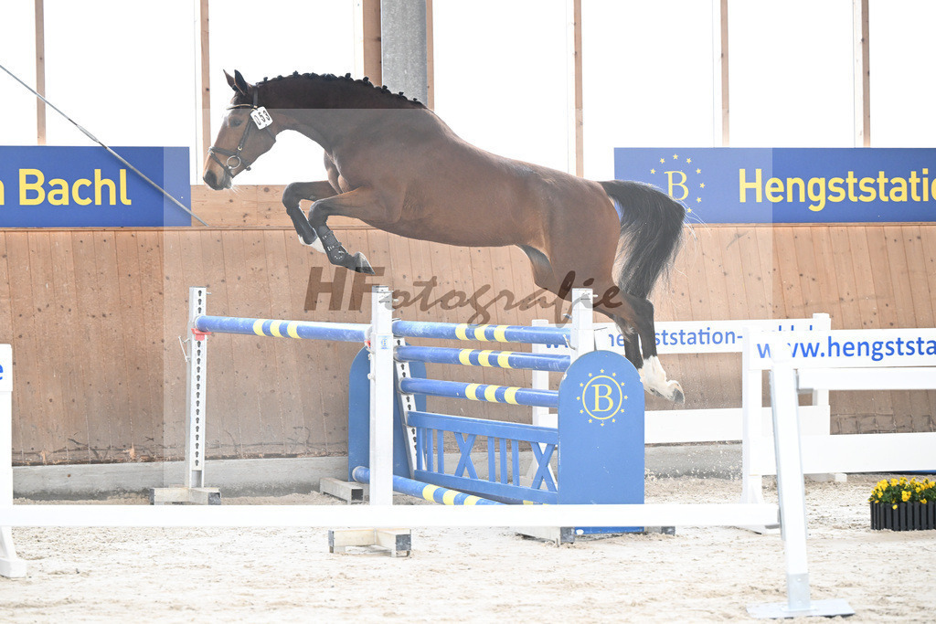 Kat-Nr. 53 Condessa M v. Van Cordoba_Mayer_5251663 | hf-fotografie - Realisiert mit Pictrs.com