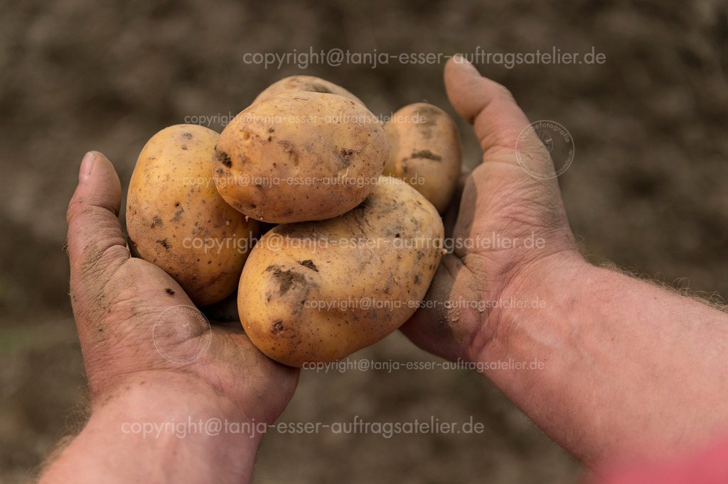 Männerhände halten Kartoffeln frisch aus dem Acker geerntet E | Männerhände halten frisch geerntete Kartoffeln vom Feld. Im Hintergrund ist Ackerboden.