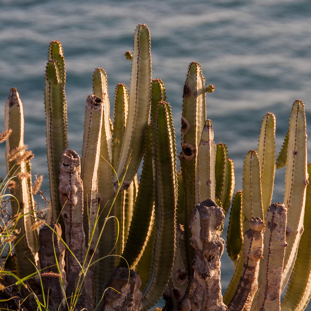 San Andrés, Santa Cruz de Tenerife, Teneriffa | Online Shop für Christen: Christliche Poster XXL, Plakate, Wandbilder als Leinwand & christliche Postkarten, Kalender, Sticker & Lizenzen zum Download. Die Kunstwerke im christliche Geschenke Shop zeigen die Jahreslosung 2025, Gott, Jesus & mehr.