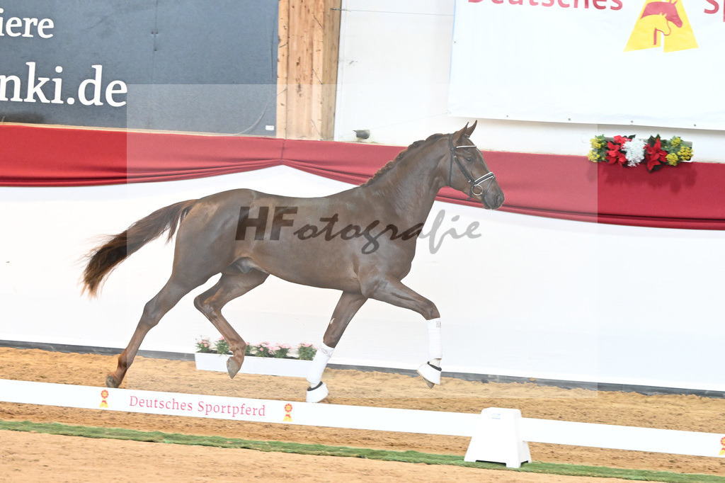 Kat-Nr. 63 Fidertanz x Romanov Blue Hors_La Rue_43230641 | hf-fotografie - Realisiert mit Pictrs.com