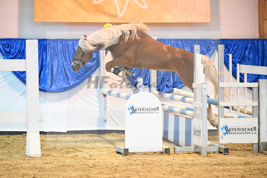 Kat-Nr. 28 Napoleon v. Nakuri_Lechner_60220448 | hf-fotografie - Realisiert mit Pictrs.com