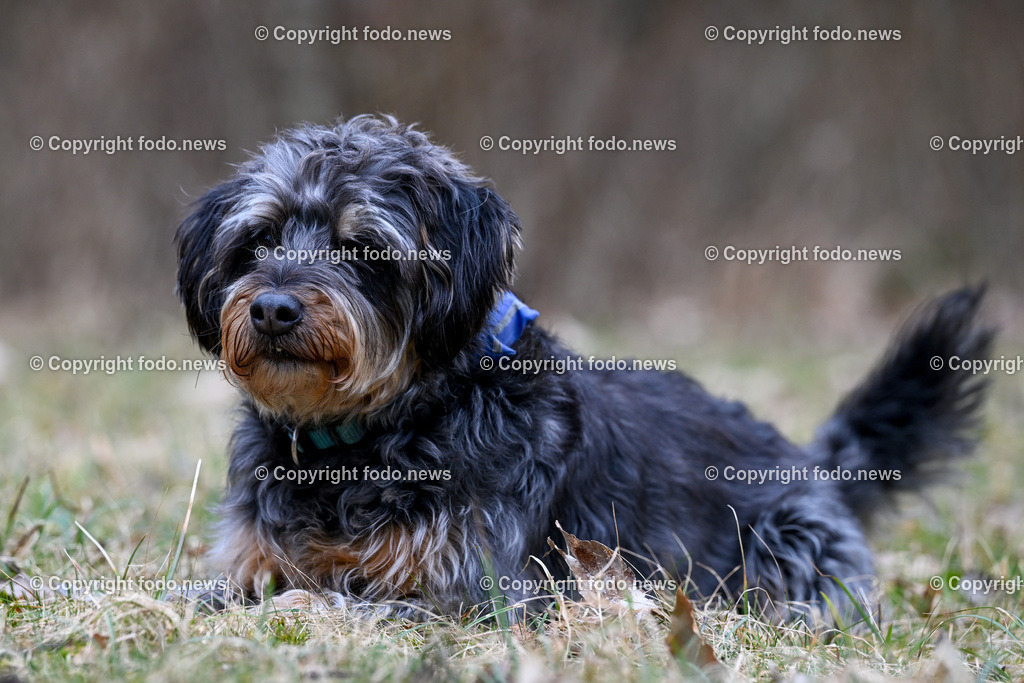 Gruenau_ Max Brick und Django_ 28.02.2024-11 | 28.02.2024, Gruenau im Almtal, AUT, Max Brick, im Bild Hund Django (Jagdterrier)