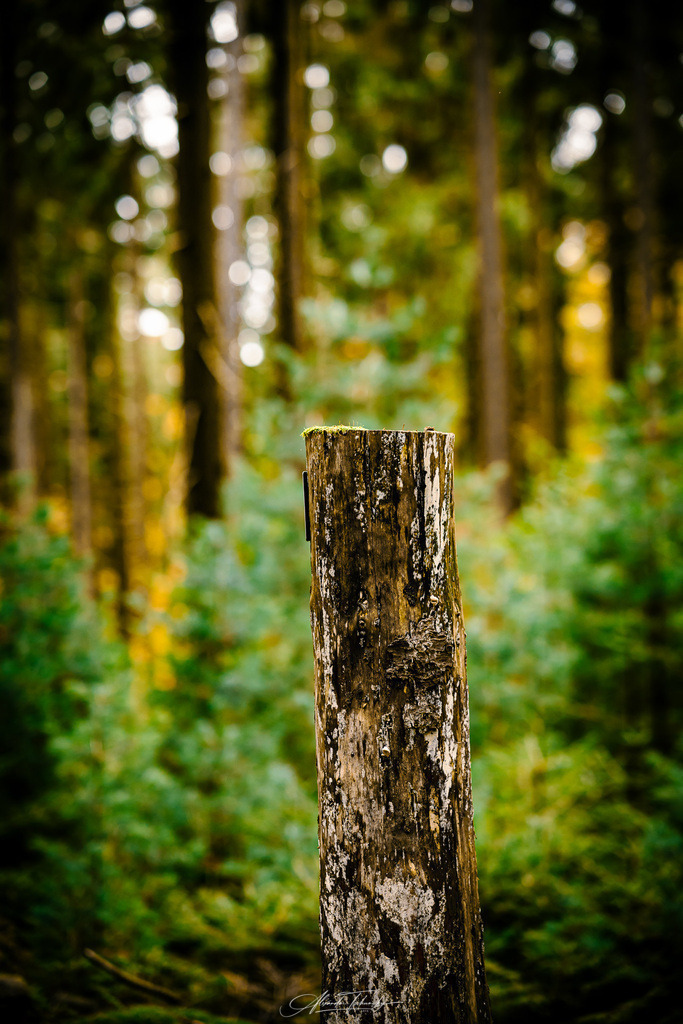 Spessart | Entdecken Sie die faszinierende Welt von Alexander Tschuncky Arts: Kreative Fotografie, atemberaubende Automobilkunst und hochwertiger Bilderdruck. Lassen Sie sich inspirieren! - Realisiert mit Pictrs.com