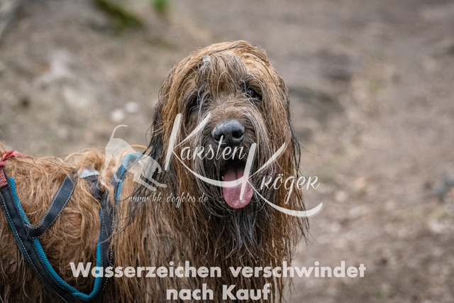 0755DSC_6682-2 | kk-dogfotos