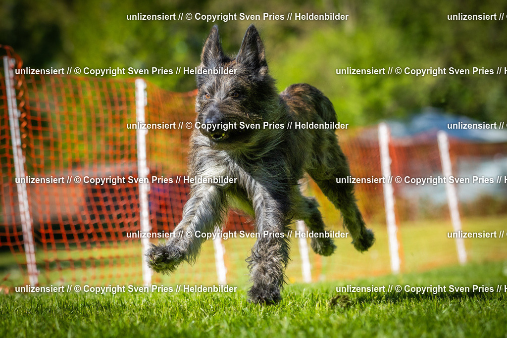 Hunderennen_April_2026_977 | 2026-04-26 - Hunderennen Baden-Oos April 2026 - Realisiert mit Pictrs.com