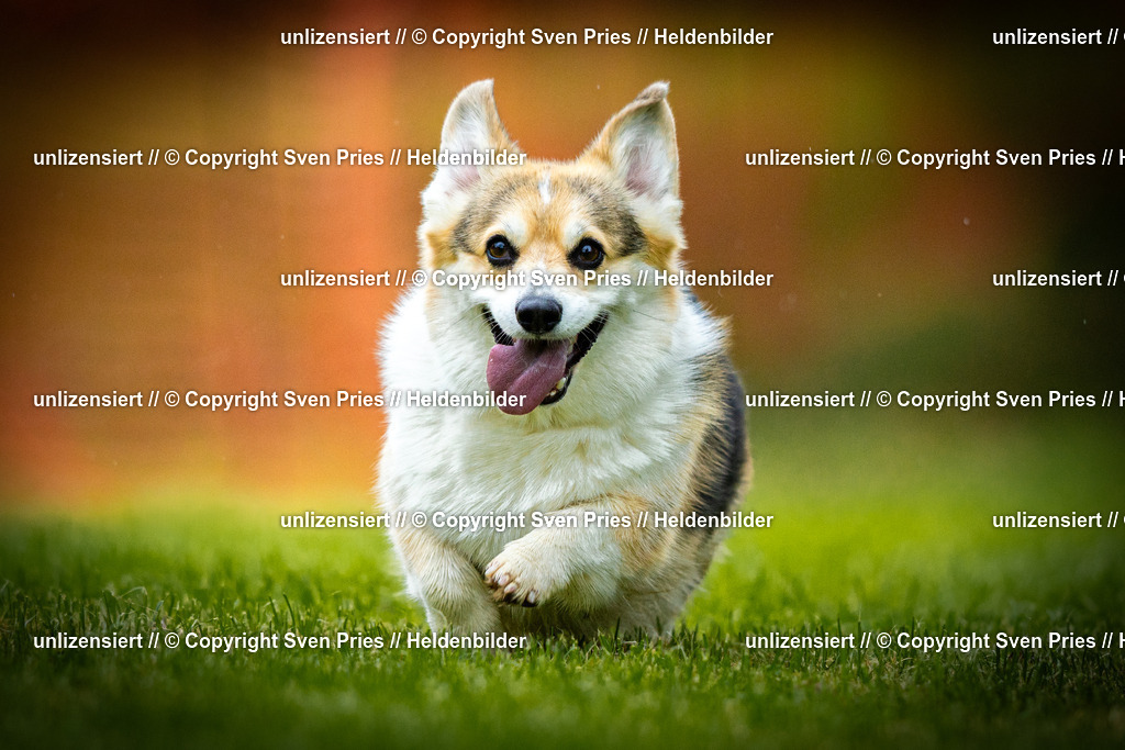 Sven Pries | 2025-09-21 - Hunderennen Baden-Oos - Realisiert mit Pictrs.com