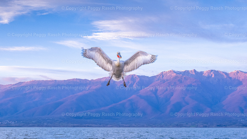 Pelikane_2024_3. Tag_abends_groß-20 | PeggyRaschPhotography - Realisiert mit Pictrs.com