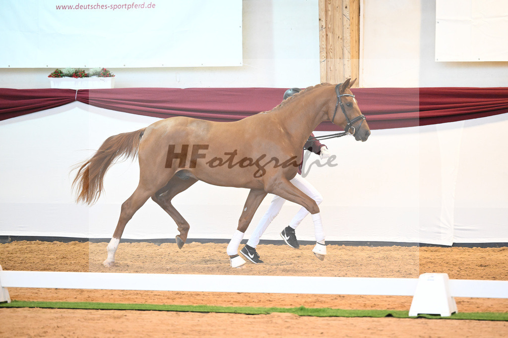 Kat-Nr. 18 v. Desperados_RIH Sportpferde GmbH_66220178 | hf-fotografie - Realisiert mit Pictrs.com