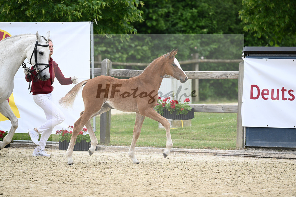 Kat-Nr. nn SF Dominator Z_Meindl_17230777 | hf-fotografie - Realizzato con Pictrs.com
