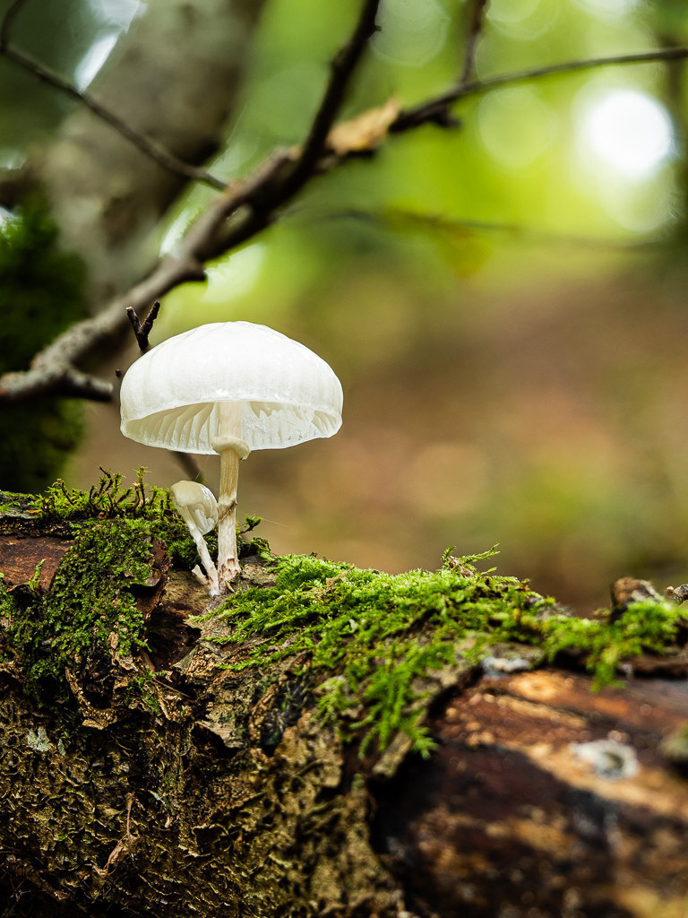 2023-10-29 13-14-36 (B_Radius8_Smoothing5) | Carismarkus, Fotografie, Lost Places, Urbex, Stilvoll, Akt, Nude, Fine Arts, Adventure, Beauty in decay - Realisiert mit Pictrs.com