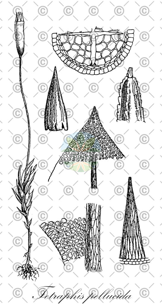 HistAbb_wfo-0001149213_1_ENZY_Simple | Historische Abbildung von Tetraphis pellucida - Tetraphidaceae | Historical Illustration of Tetraphis pellucida - Tetraphidaceae