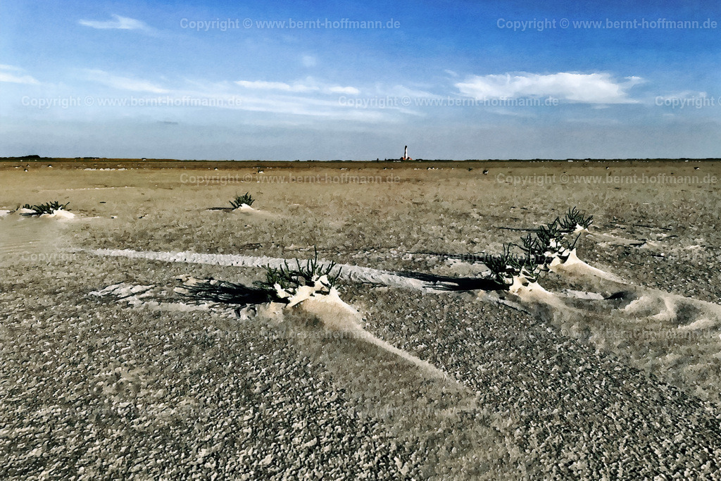 PDM2_3651_Westerheversand-Queller_180x120 | DIGITALKUNST. Queller auf der Sandbank. __ Westerheversand mit Blick nach Osten zum Leuchtturm auf der Halbinsel Eiderstedt in Nordfriesland.  - Realisiert mit Pictrs.com