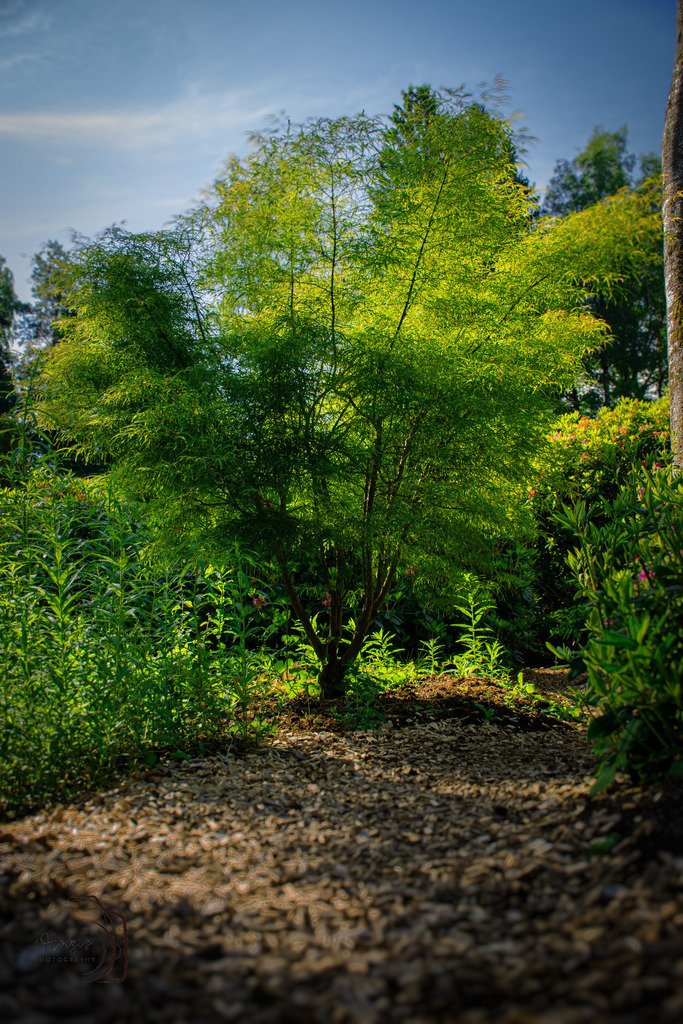 Green Forest | Holzisphotography, Landschaftsfotografie, Wildlifefotogorafie - Realisiert mit Pictrs.com