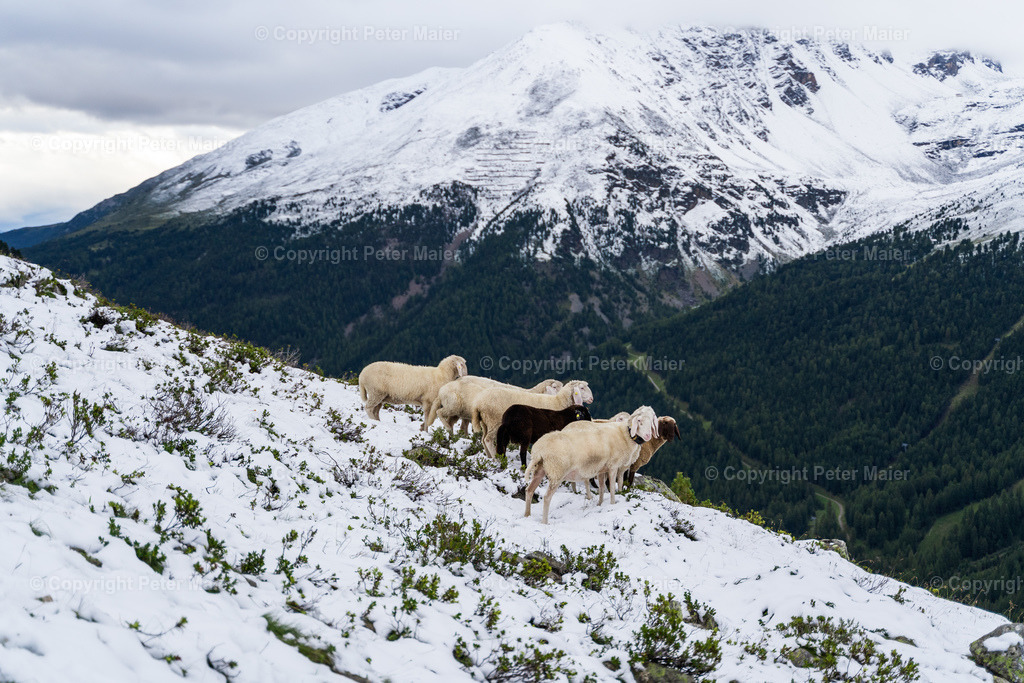 Ortler_Alpen_Sommer_2020-30 | piet_flosse