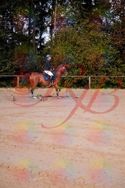 2026_10_03_Siefer-Hof_145627_Z81_37565833 | Professionelle Reitsport-, Turnier- und Eventfotografie von Robert Broda. Galerien mit ausgewählten und bearbeiteten Bildern direkt online ansehen und bestellen.