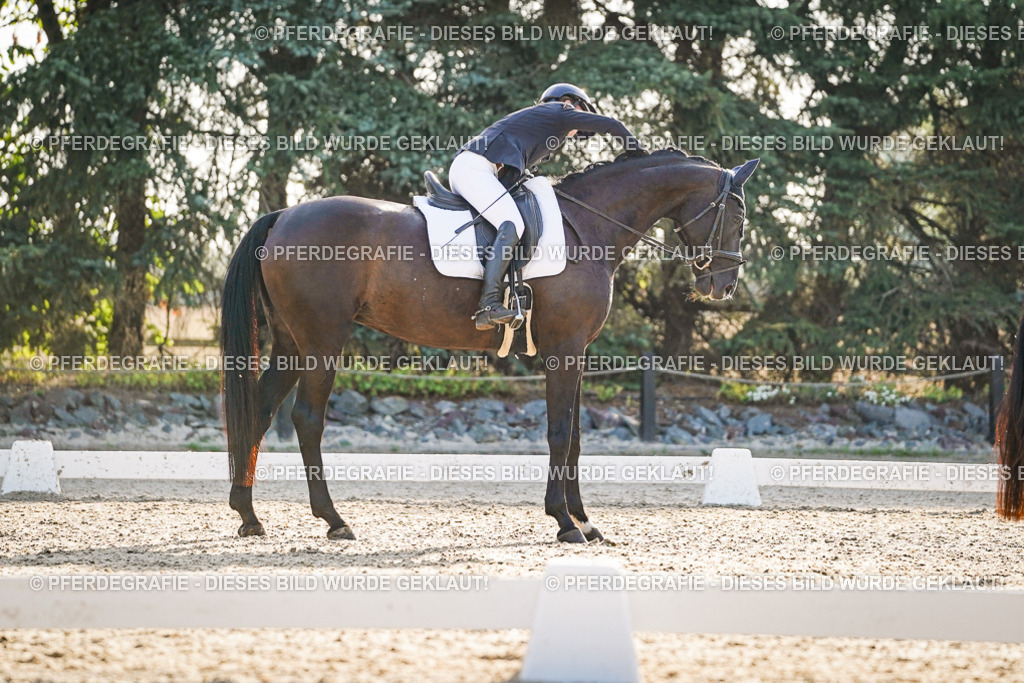 DSC08267 | Pferdegrafie