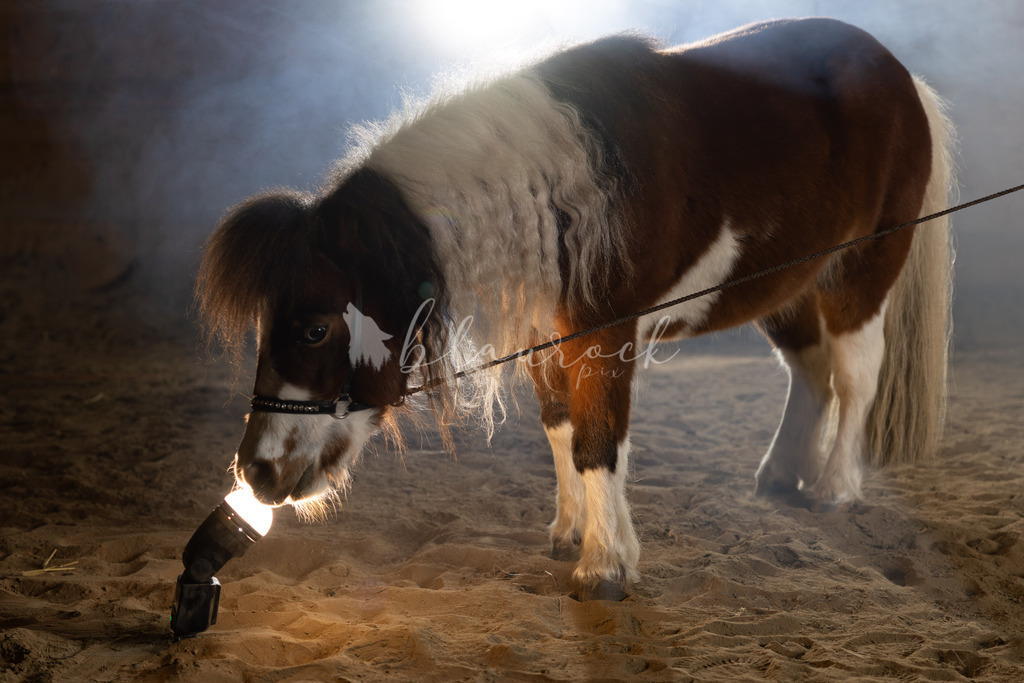 701A3325-1 | Sportbilder, Sportfotograf, Hochzeits- und Eventfotografin, Flugshows, Portraits und Tiershooting, Aviation, Downhill, Nationalleague, Swissleague, International