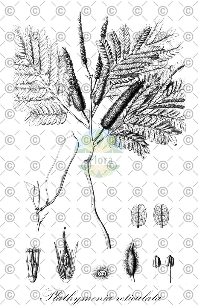 HistAbb_wfo-0000395082_1_ENZY_Simple | Historische Abbildung von Plathymenia reticulata - Fabaceae | Historical Illustration of Plathymenia reticulata - Fabaceae