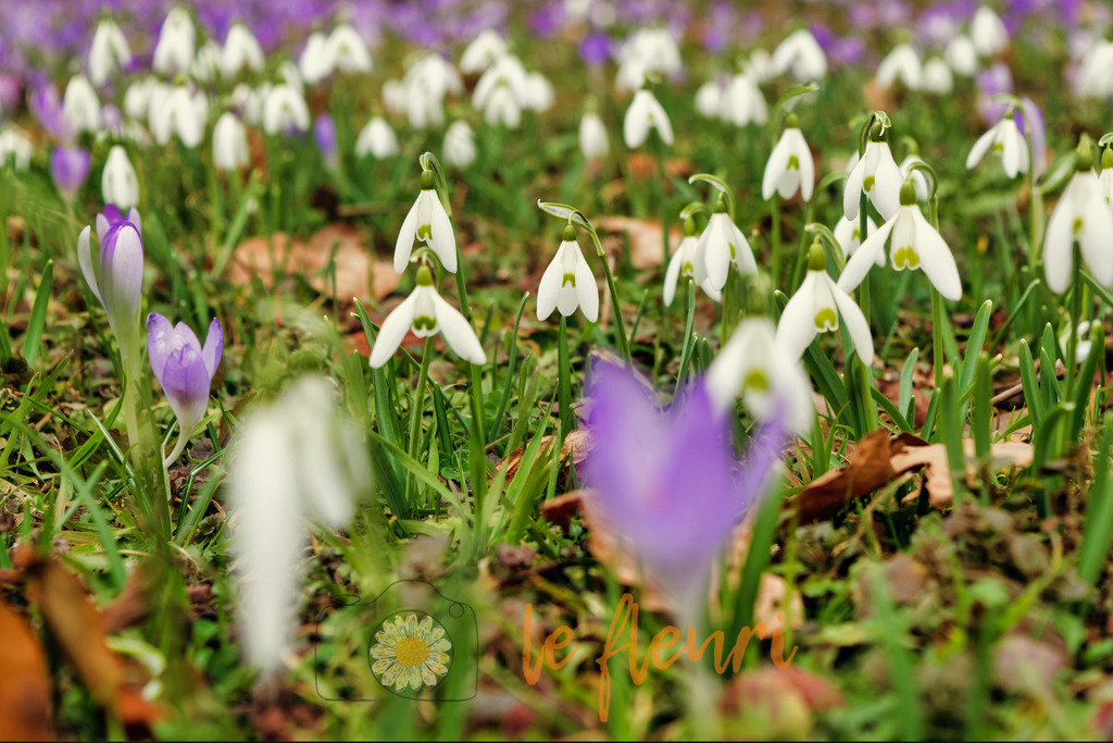 DSC_0223-NEF_DxO_PRIME (1) | Dies ist der Shop von Florian Blum - le fleuri. Langenthal, Bern, SchweizSie können hier meine oder ihre eigenen Fotos als Fotoprodukte kaufen. Tassen, Schlüsselanhänger, Taschen etc. können Sie hier gestalten.  - Realisiert mit Pictrs.com