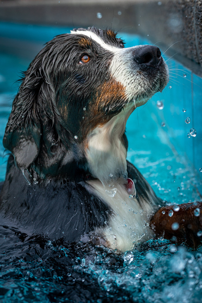 allesWIRTHgut Tierfotografie - 20210926-AWG02680 | Professionelle Tierfotografie in Mönchengladbach von Daniel Wirth (allesWIRTHgut). Liebevolle & natürliche Bilder von Hunden & Katzen für unvergessliche Erinnerungen.