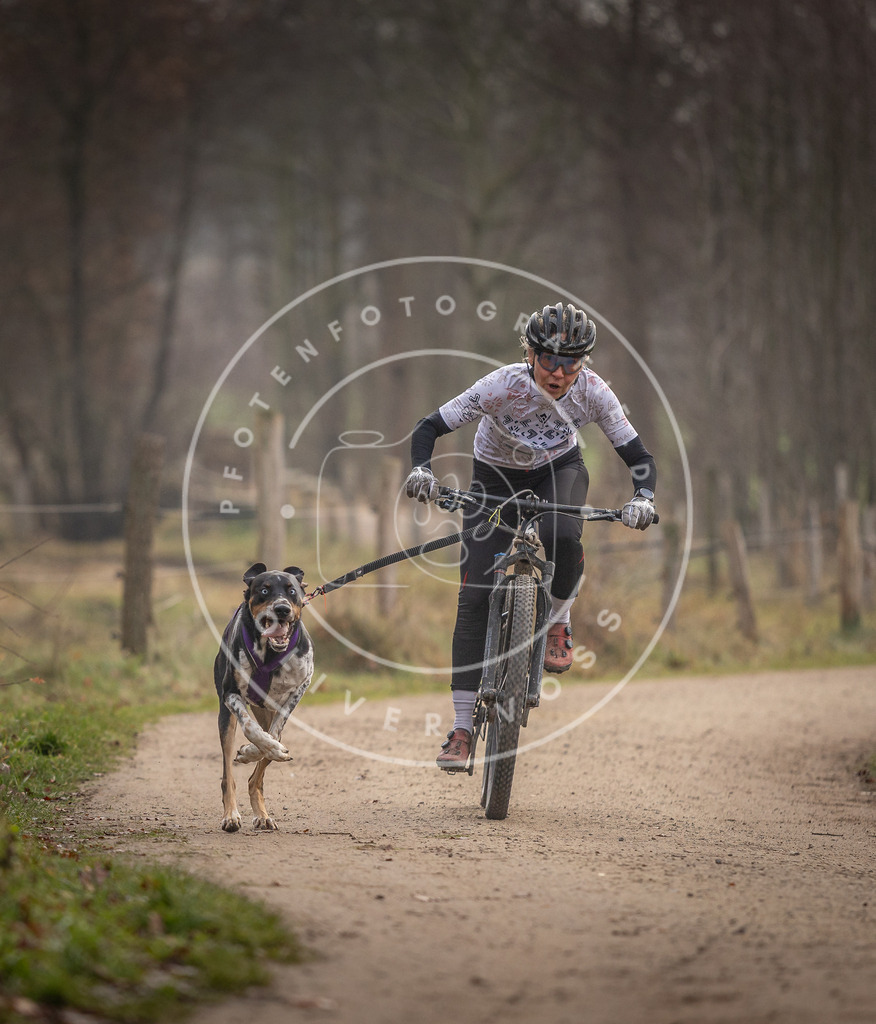 Pfotenfotografie_DV3A1601 | Hundefotografie, Tierfotograf, Pfotenfotografie, Fotoshooting Hund, Hunde Portrait, Hundesport, Hundeportraits, Heideshooting, Hunde, Sportfotograf, Hundefotograf, Turnierhundsport, THS,  - Realisiert mit Pictrs.com