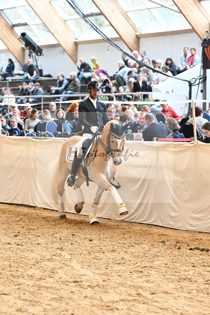Schauprogramm Haflinger_DSP Amiro_2251559 | hf-fotografie - Realisiert mit Pictrs.com