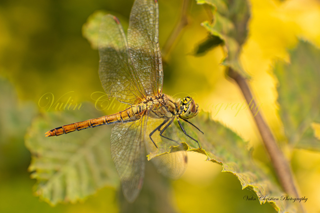 Macro 45 | Christian Vulin  - Realisiert mit Pictrs.com