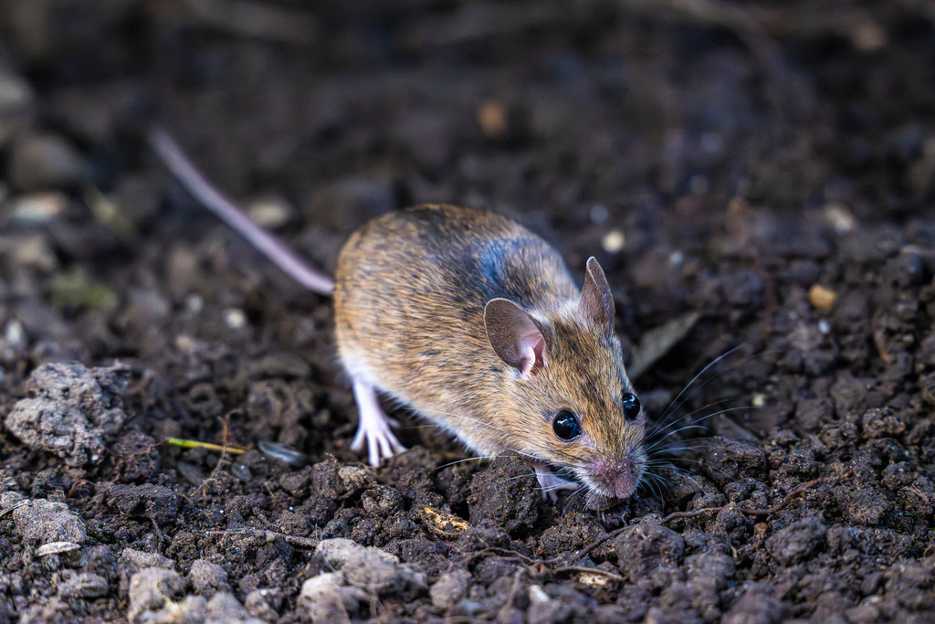 Begegnung im  Wald | Das Foto zeigt eine kleine Waldmaus (oder Apodemus) in der Nahaufnahme, die sich auf dunklem, krümeligem Waldboden oder frisch umgegrabener Erde befindet. Das Nagetier ist leicht schräg von vorne fotografiert und blickt aufmerksam in Richtung der Kamera. Gut zu erkennen sind das bräunliche Fell mit der helleren Unterseite, die großen, dunklen Knopfaugen, die ausgeprägten Ohren sowie die feinen Barthaare. Im Hintergrund erstreckt sich der lange, dünne Schwanz des Tieres, während der Fokus scharf auf dem Gesicht und dem vorderen Körperbereich liegt. - Realisiert mit Pictrs.com