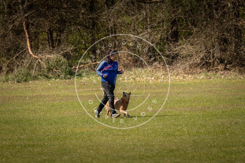 Pfotenfotografie_DV3A0879 | Hundefotografie, Tierfotograf, Pfotenfotografie, Fotoshooting Hund, Hunde Portrait, Hundesport, Hundeportraits, Heideshooting, Hunde, Sportfotograf, Hundefotograf, Turnierhundsport, THS,  - Realisiert mit Pictrs.com