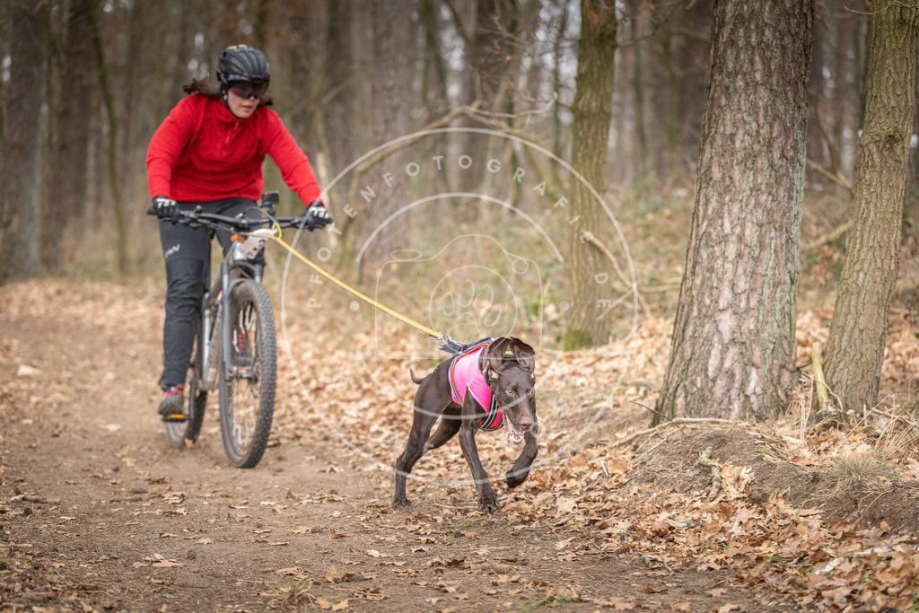 Pfotenfotografie_DV3A5295 | Hundefotografie, Tierfotograf, Pfotenfotografie, Fotoshooting Hund, Hunde Portrait, Hundesport, Hundeportraits, Heideshooting, Hunde, Sportfotograf, Hundefotograf, Turnierhundsport, THS,  - Realisiert mit Pictrs.com