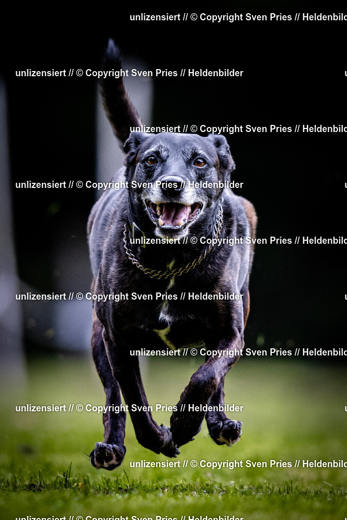 Sven Pries | 2025-10-03 - Hunderennen Obergrombach - Realisiert mit Pictrs.com