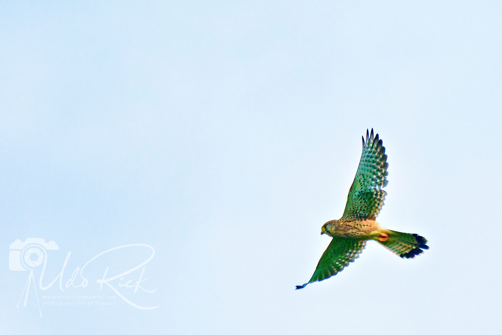 Turmfalke | Entdecken Sie Fotografie aus Leidenschaft: Auftragsfotografie, HD-Fotos, Geschenkartikel aus Ihren Bildern und vieles mehr. Beauftragen Sie uns für besondere Momente!