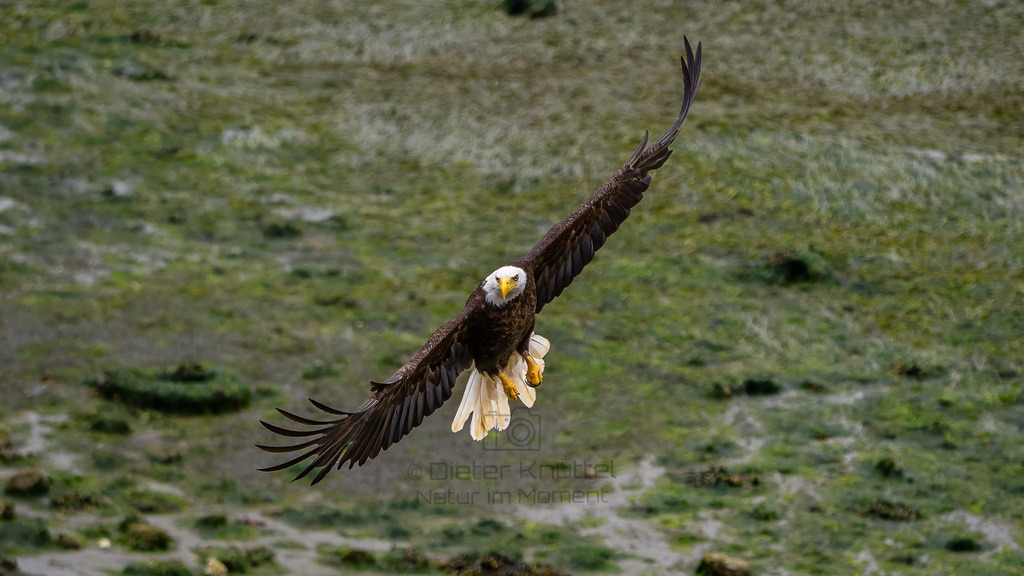 P1628394-Bearbeitet-2023-LR | Natur im Moment - Realisiert mit Pictrs.com