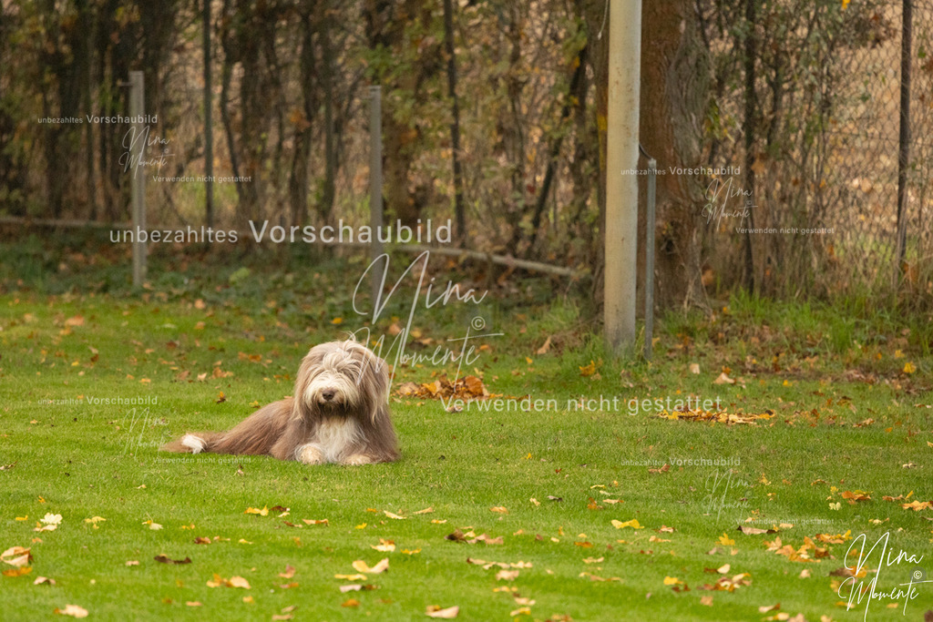 _16A0536 | Einzigartige Fotos von Hunden & Menschen –Actionfotos, Portraits, Vereinsaufnahmen & Paarshootings – authentisch, lebendig & mit Herz.