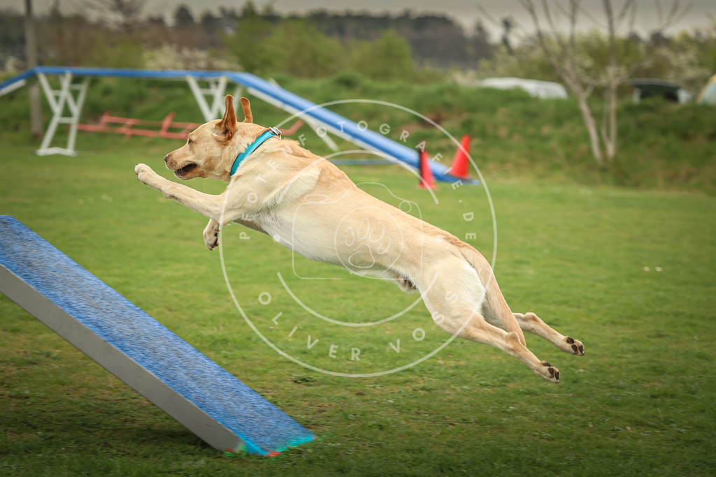 Pfotenfotografie_0L8A0713 | Hundefotografie, Tierfotograf, Pfotenfotografie, Fotoshooting Hund, Hunde Portrait, Hundesport, Hundeportraits, Heideshooting, Hunde, Sportfotograf, Hundefotograf, Turnierhundsport, THS,  - Realisiert mit Pictrs.com