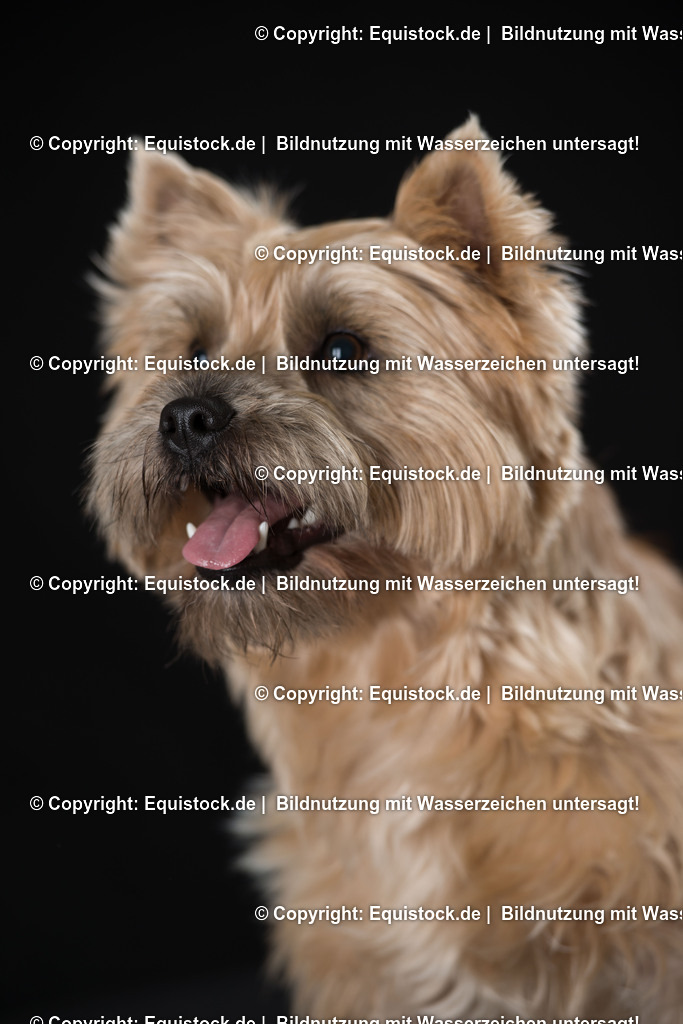 20160709_Hund_0009 | Foto: Thomas Hartig