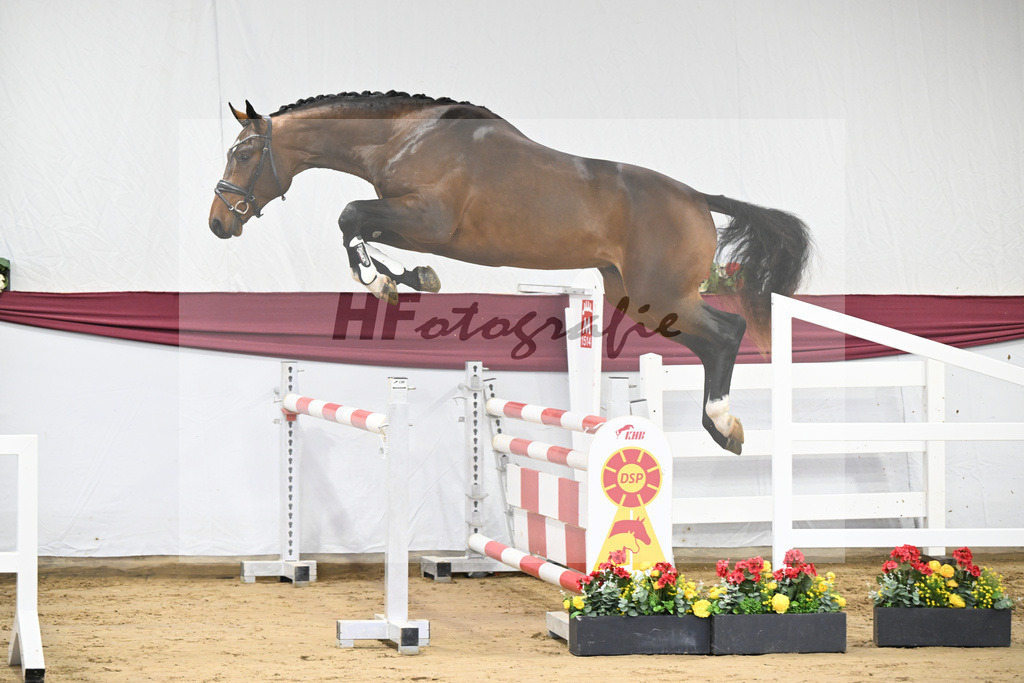 Kat-Nr. 3 Jasper x Carolus I_Klemens Zeil _47250058 | hf-fotografie - Realizzato con Pictrs.com