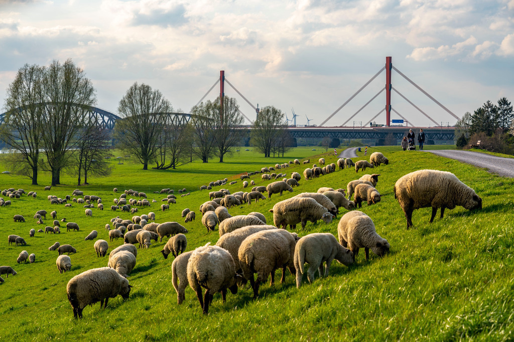 JT-210409 | Rheindeich bei Duisburg-Beeckerwerth, Schafherde, Haus-Knipp-Eisenbahnbrücke, Beeckerwerther Autobahnbrücke A42,  Duisburg, NRW, Deutschland  - Realisiert mit Pictrs.com