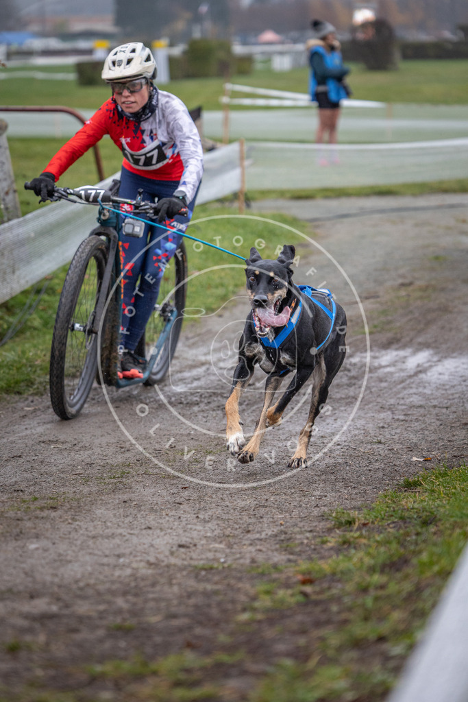 CaniXpix_0L8A0776 | Hundefotografie, Tierfotograf, Pfotenfotografie, Fotoshooting Hund, Hunde Portrait, Hundesport, Hundeportraits, Heideshooting, Hunde, Sportfotograf, Hundefotograf, Turnierhundsport, THS,  - Realisiert mit Pictrs.com