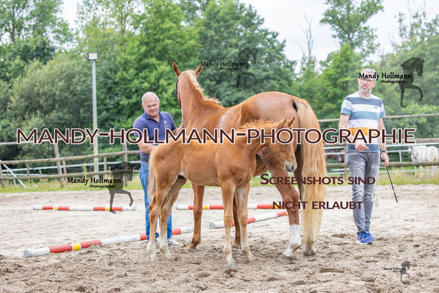Hexenberg-197 | mandyhollmannphotographie