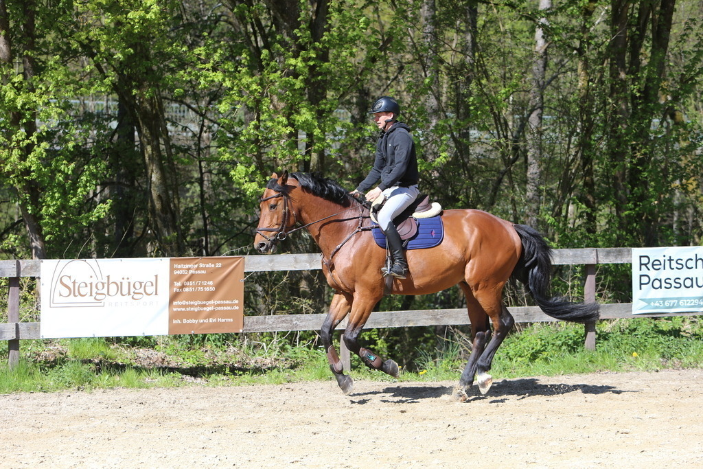 DL2Q3120 | Willkommen bei Brunnmayr - Design & Fotografie – Ihrem Spezialisten für Reitturniere und Pferdeveranstaltungen in Oberösterreich, Salzburg und Bayern! Seit über 17 Jahren sind wir leidenschaftlich dabei.