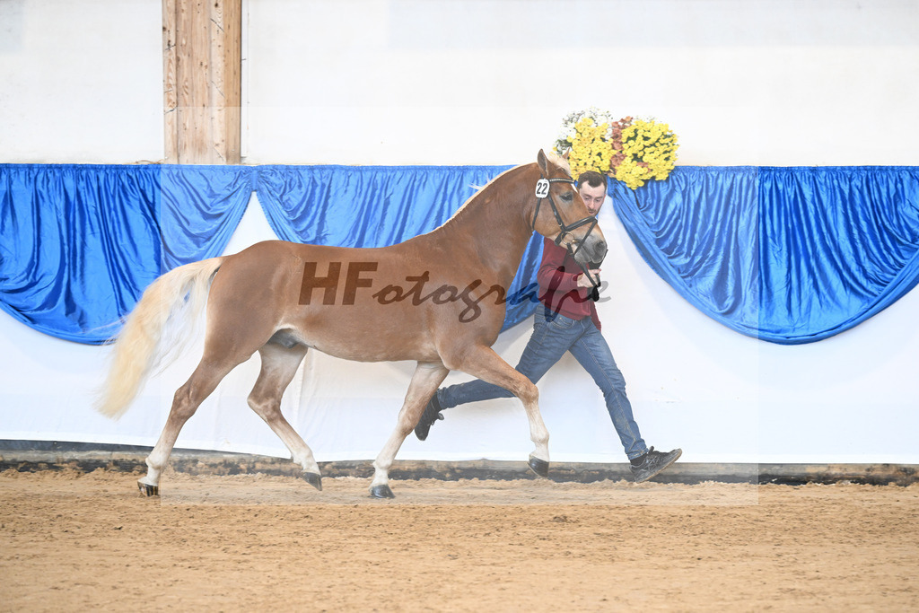 Kat-Nr. 22 Niolando v. Nio_Kirchberger_48251018 | hf-fotografie - Realisiert mit Pictrs.com