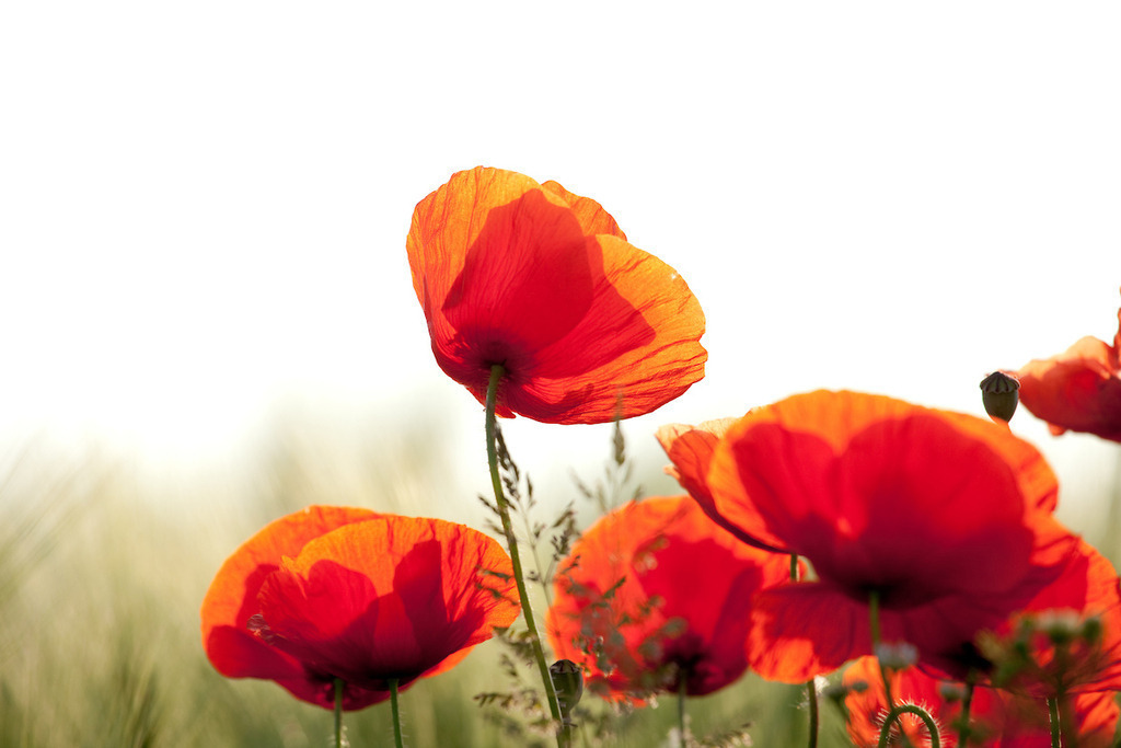 170530-173 | Europa, DEU, Deutschland, NRW, Nordrhein-Westfalen, Niederrhein, Rheinland, Waldfeucht, Naturraum Selfkant, Klatschmohn, Mohn, Mohnbluete, Kategorien und Themen, Natur, Umwelt, Pflanzen, Pflanzenkunde, Botanik, Biologie, Natur, Naturfoto, Naturfotos, Naturfotografie, Naturphoto, Naturphotographie, Landschaft, Landschaften, Landschaftsfoto, Landschaftsfotografie, Landschaftsphoto, Landschaftsphotographie

[Fuer die Nutzung gelten die jeweils gueltigen Allgemeinen Liefer-und Geschaeftsbedingungen. Nutzung nur gegen Verwendungsmeldung und Nachweis. Download der AGB unter http://www.image-box.com oder werden auf Anfrage zugesendet. Freigabe ist vorher erforderlich. Jede Nutzung des Fotos ist honorarpflichtig gemaess derzeit gueltiger MFM Liste - Kontakt, Uwe Schmid-Fotografie, Duisburg, Tel. (+49).2065.677997, ..archiv@image-box.com, www.image-box.com] - Realisiert mit Pictrs.com